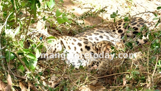 leopard mangalore